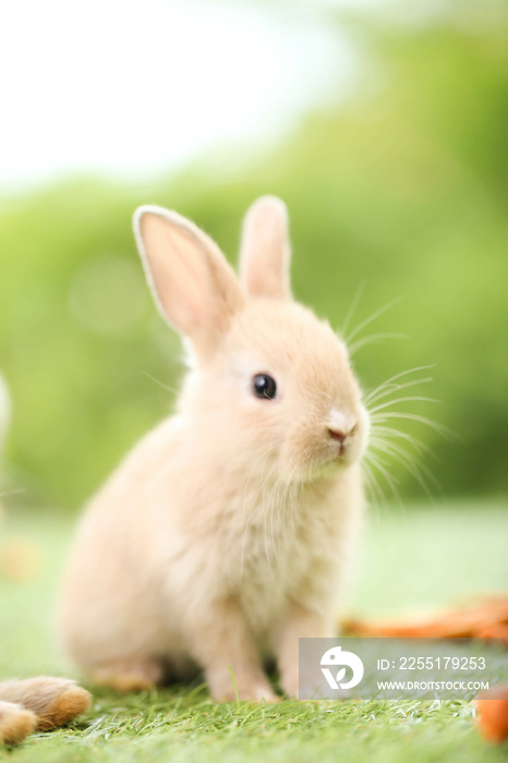 Cute little rabbit on green grass with natural bokeh as background during spring. Young adorable bunny playing in garden. Lovely pet at park in spring.