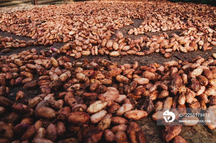 cocoa beans in natural drying process with the sun