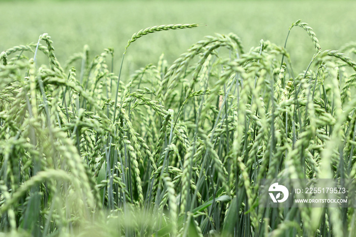 field of corn, spelt, dinkel