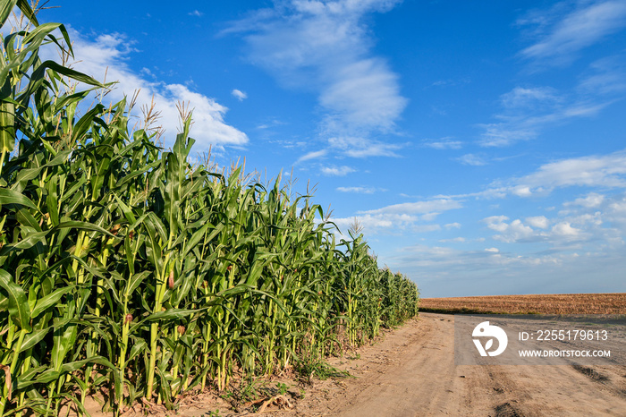 Edge of a corn field near the rural dirt road