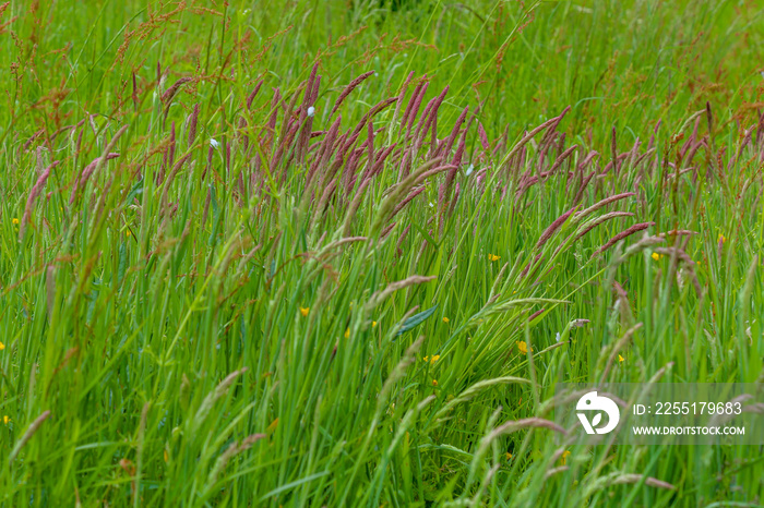 Green field, sweet vernal grass (Anthoxanthum odoratum) Background.