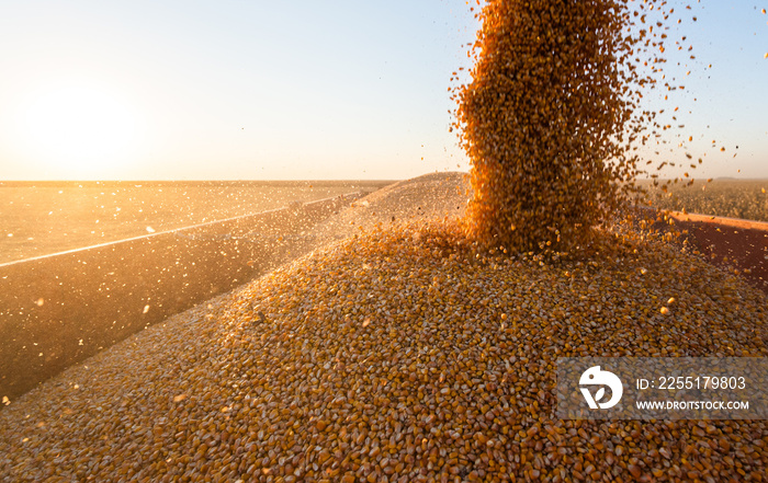 Pouring Corn Grain Into Tractor Trailer.