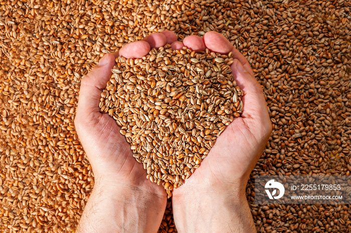 Hands with handful of wheat. Seeds, groats, cereal grains background