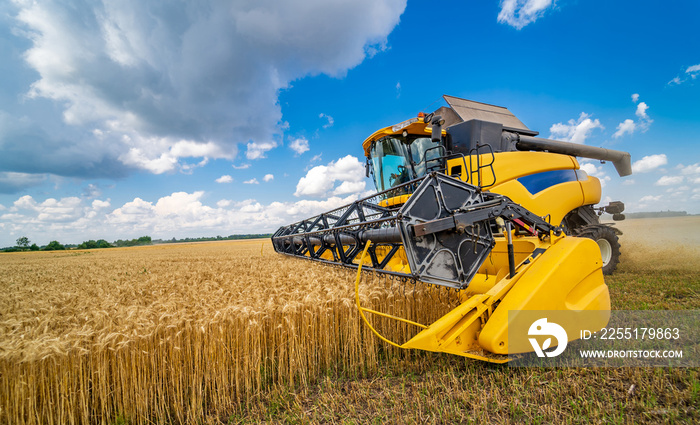 Grain harvesting combine in a sunny day. Yellow field with grain. Agricultural technic works in field.