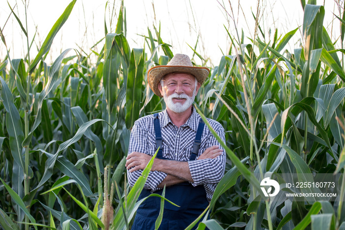 Old farmer with crossed arms in corn field