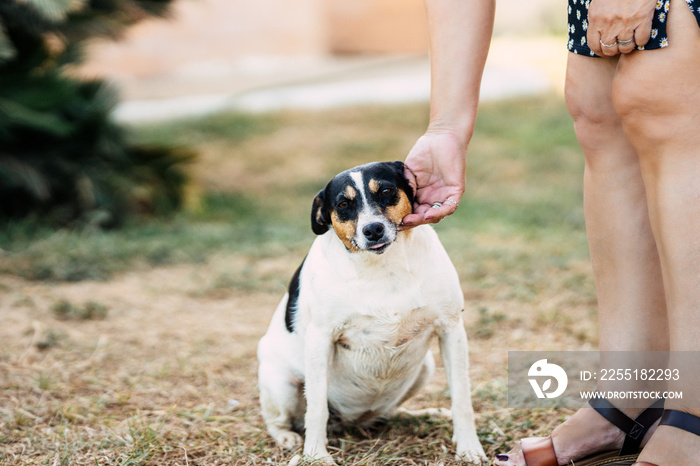 Woman stroking a small breed dog sitting in a park