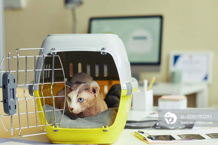 Portrait of cute hairless cat looking out of pet carrier at vet clinic, copy space