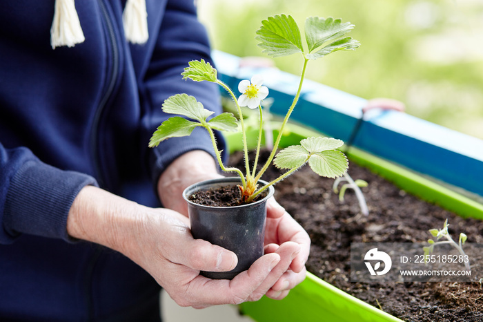 Old man gardening in home greenhouse. Men’s hands holding strawberry seedling in the pot, selective focus. Planting and gardening at springtime