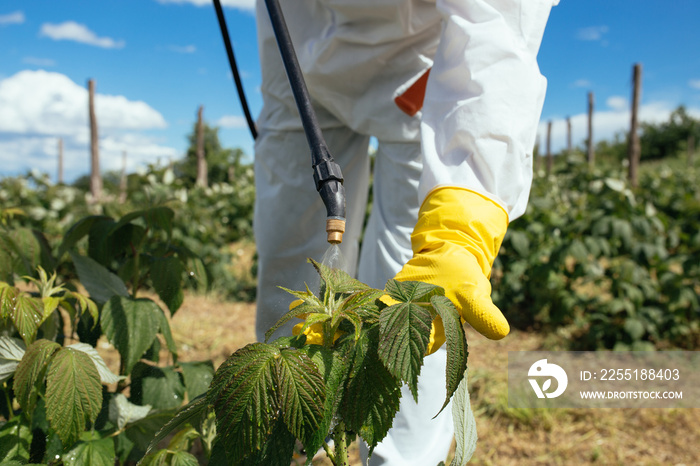 Industrial agriculture theme. Man spraying toxic pesticides or insecticides on fruit growing plantation. Natural hard light on sunny day. Blue sky with clouds in background.