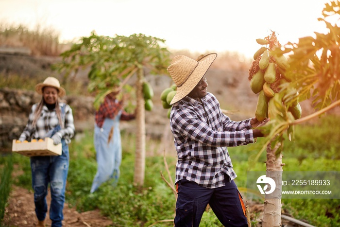 Multiracial harvesters on plantation with papaya plants