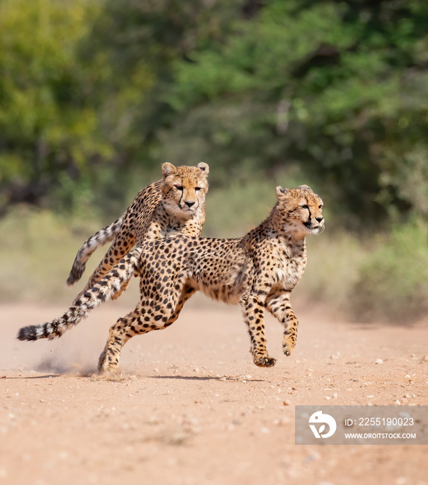 Two Cheetah’s running together. Taken in Africa