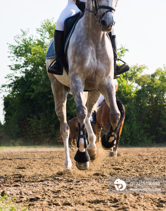 Female athlete rides a horse on open manege