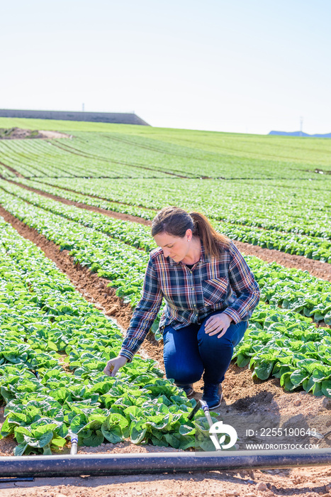 Young technical woman working in a lettuce field. Woman picking lettuce with her hands. agriculture concept.