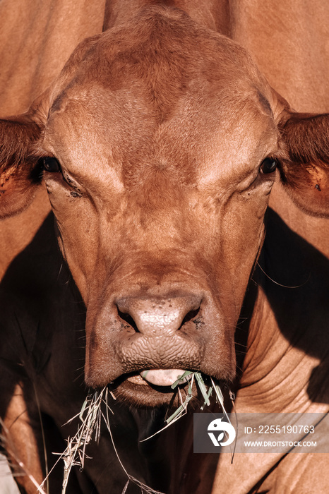 Funny Cow Chewing Grass Portrait with tongue. Nature concept.