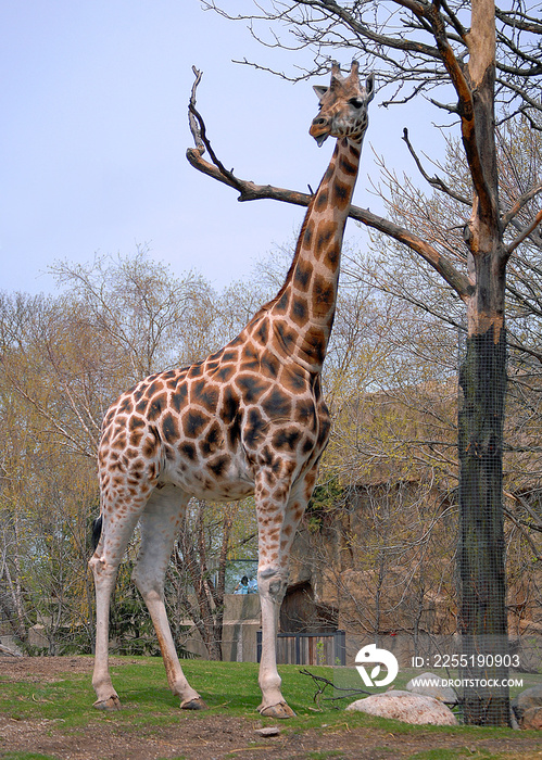 486-77 Giraffe at Lincoln Park Zoo, Chicago, Illinois