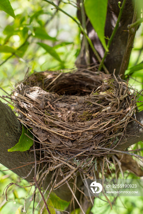 An empty nest is located on a tree with green foliage illuminated by the sun. A bird’s nest on a tree is represented by a close-up.