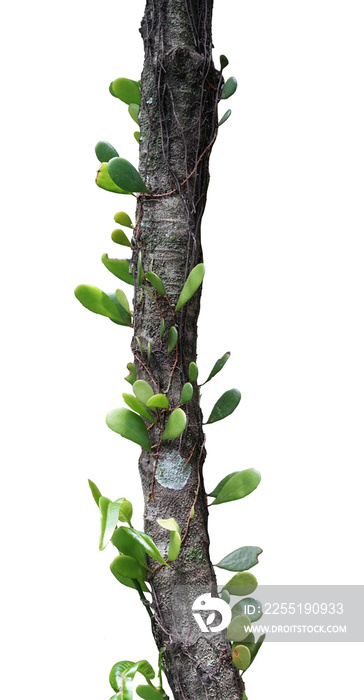 Tree branch with creeping plant isolated