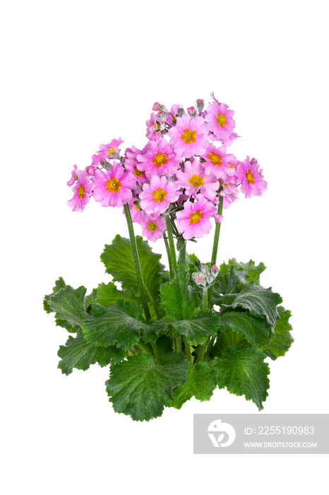 プリムラ　Primula　