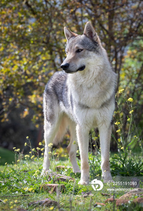 Czechoslovakian wolf dog in the countryside.