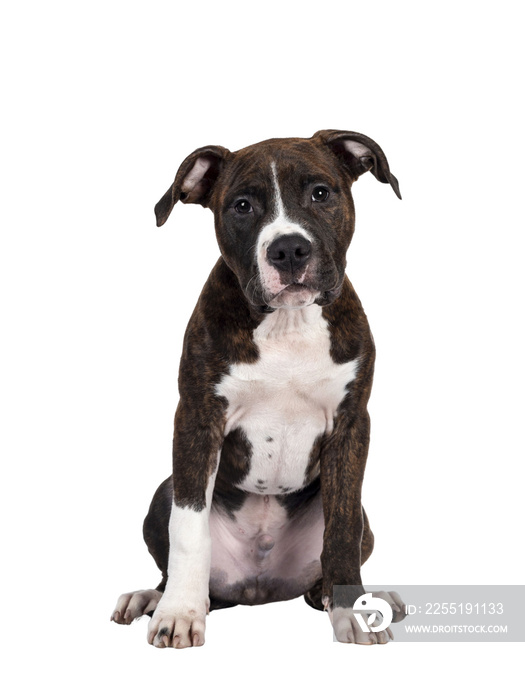 Young brindle with white American Staffordshire Terrier dog, sitting facing front, looking at camera with dark eyes and innocent face. Isolated cutout on transparent background.
