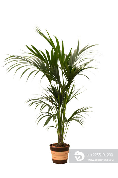 Cut out kentia plant in a pot, home decoration isolated