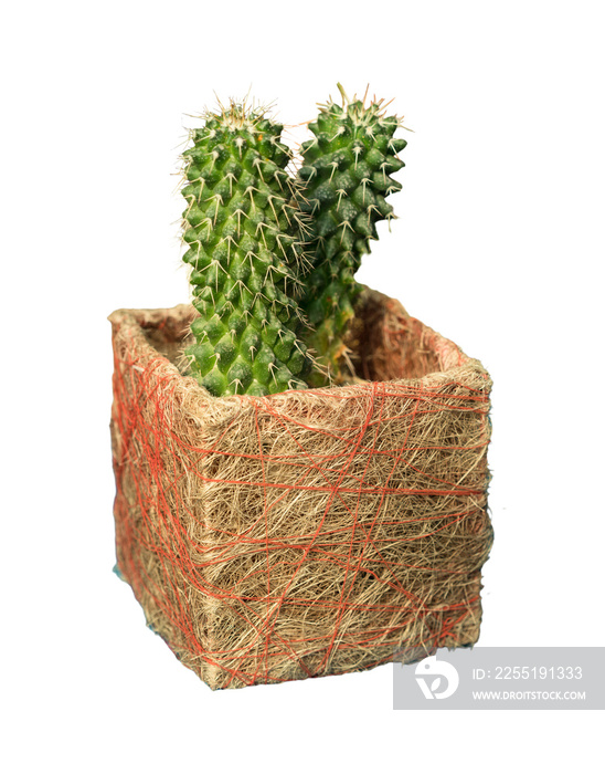 Cut out cactus plant in a pot, home decoration isolated