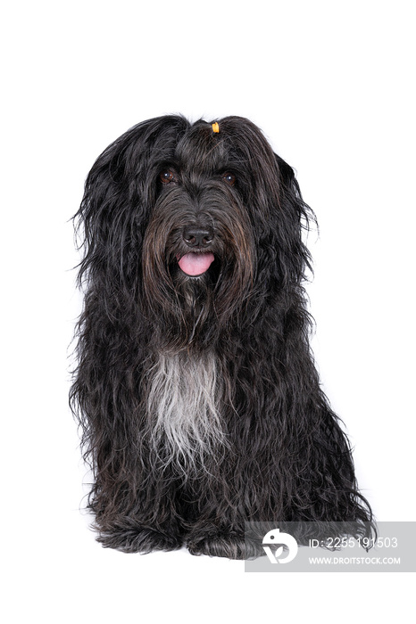 Schapendoes or Dutch Sheepdog isolated on a white background