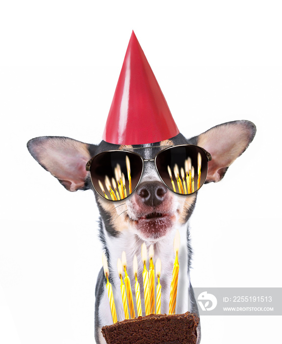 cute chihuahua rat terrier mix isolated on a white background in front of a cake with candles reflecting in sunglasses