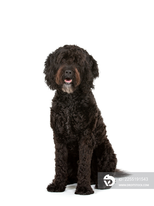 Barbet dog portrait isolated on white. Copy space. cut out on white background.