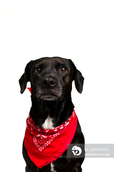 Black dog wearing a red handkerchief cutout isolated