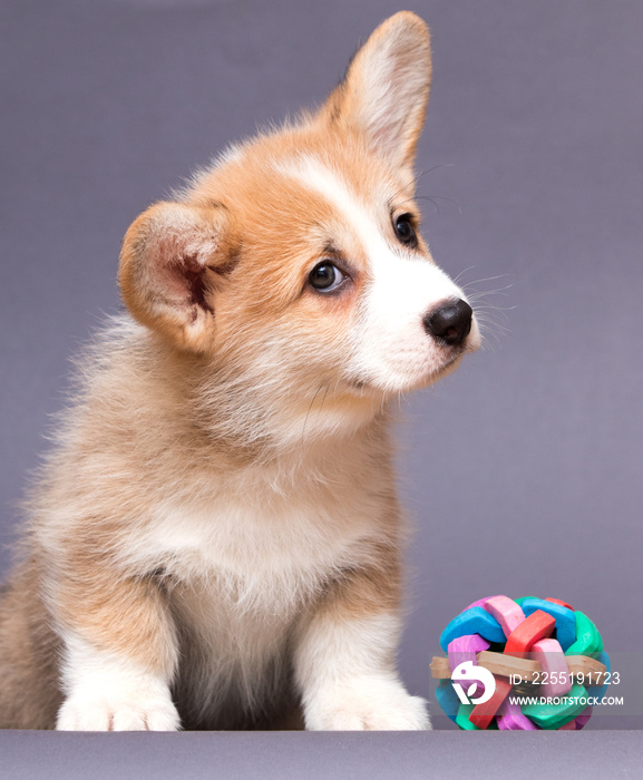 cute puppy and dog toy, welsh corgi