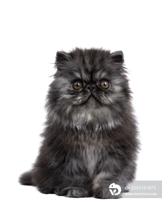 Adorable fluffy black smoke Persian cat kitten, sitting facing front/ Looking straight at camera with round brown eyes. Isolated cutout on transparent background.