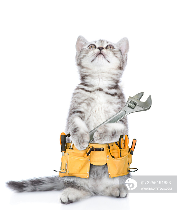 Funny cat worker with toolbelt and adjustable wrench looking up.  Isolated on white background