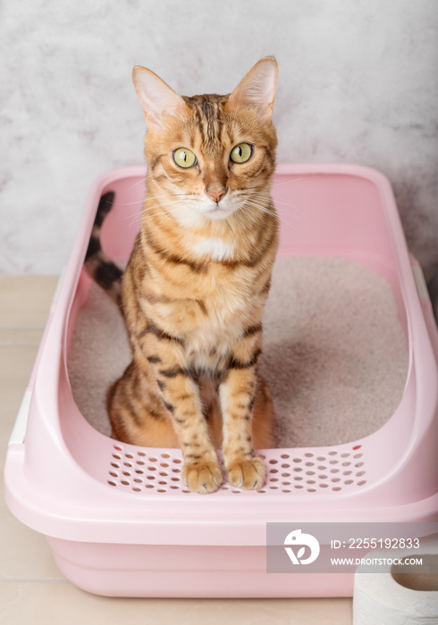 An obedient Bengal cat sits in a cat litter box in a room.