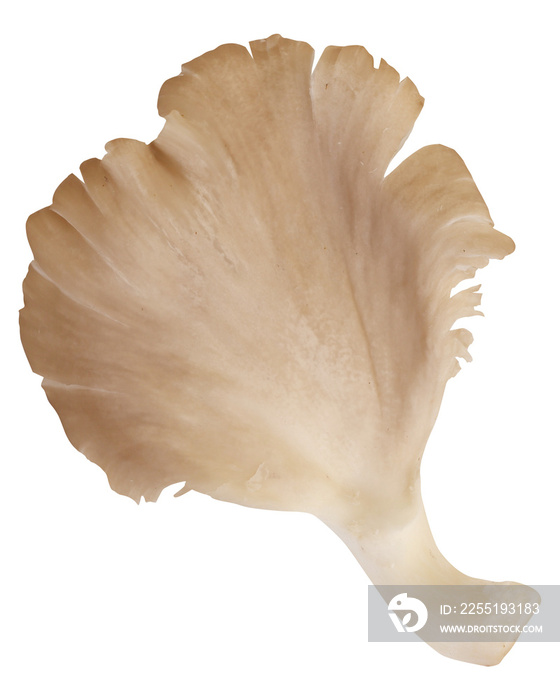 Oyster mushroom