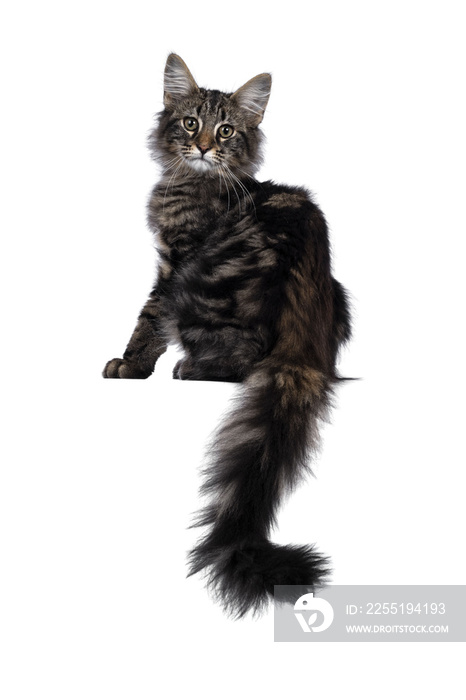 Cute young black tabby blotched Norwegian Forestcat kitten, sitting backwards. Looking over shoulder with green brown eyes towards camera. Isolated cutout on transparent background. Tail hanging from