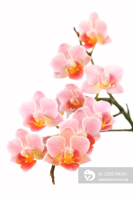 Phalaenopsis Orchidee