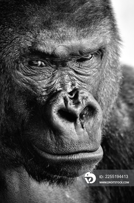 Black and white close-up of a powerful gorilla face with a thoughtful stare