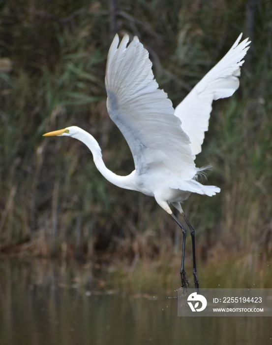 Great Egret