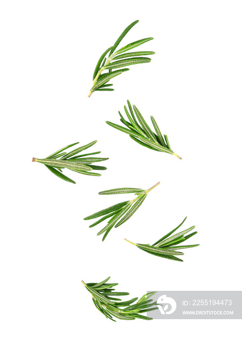 Rosemary leaves falling in the air isolated on white background.