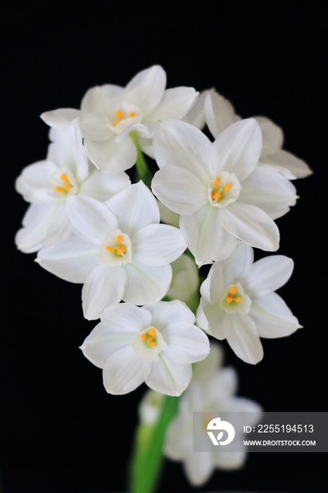 paperwhites