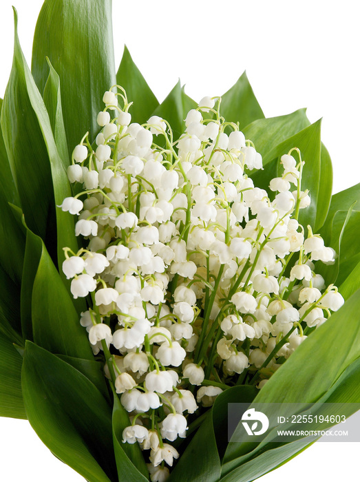 posy of Convallaria maialis white flowers close up