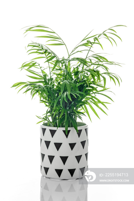 Parlor palm in a black and white ceramic pot