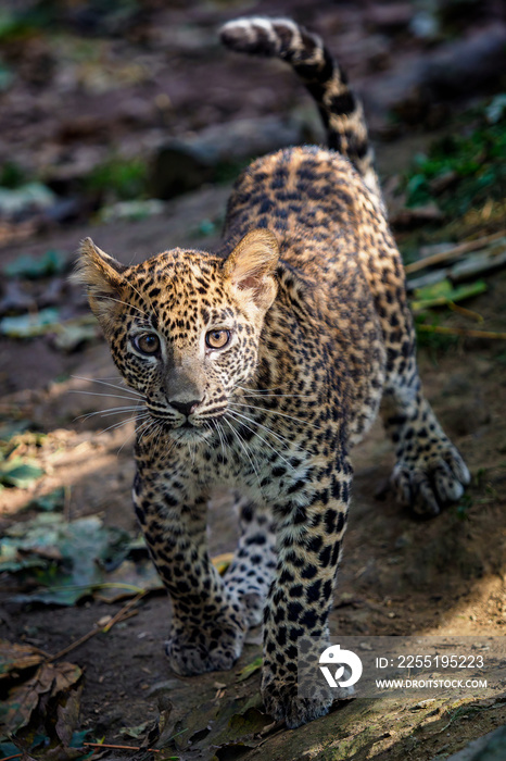 Leopard cub, Panthera pardus kotiya