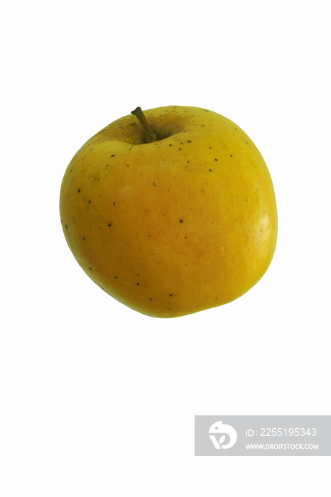 Opal apple (Malus domestica Opal). Known as UEB32642 also. Hybrid between Golden Delicious and Topaz apples.