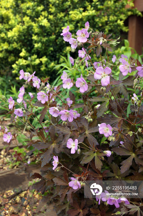 Vertical image of dark-leaved ’Espresso’ spotted cranesbill (Geranium maculatum ’Espresso) in flower in a garden