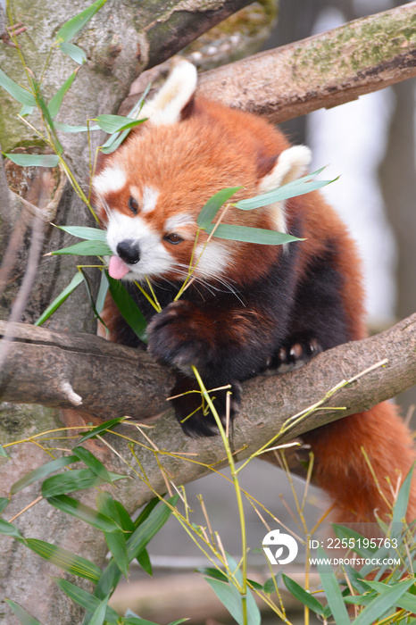 red panda eating bamboo leaves