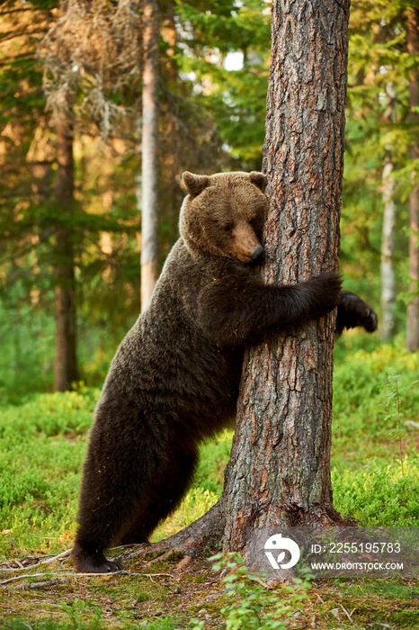 brown bear leaning against a tree