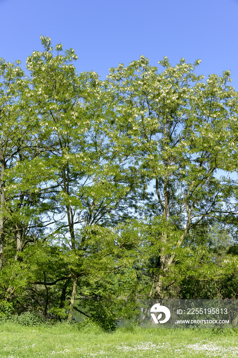 Robinier, faux acacia, Robinia pseudoacacia