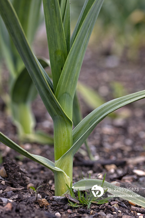 Closeup of Elephant Garlic growing in a vegetable garden in spring